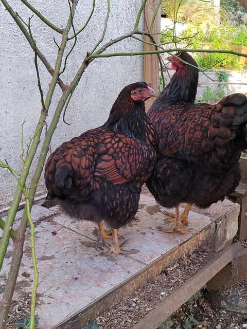 Poule/coq Wyandotte grande race 20 79220 Champdeniers-saint-denis
