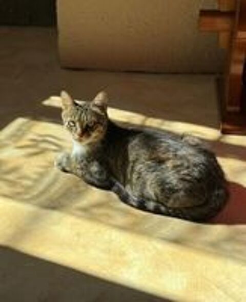   Carole gentille chatte 8 ans cherche adoptants 
