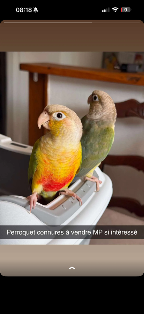 Perroquet conure 450 93160 Noisy-le-grand
