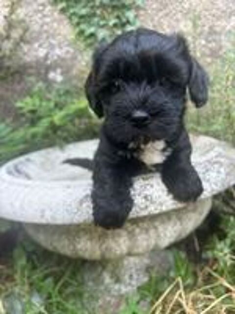   Bichon havanais  mâle et femelle  