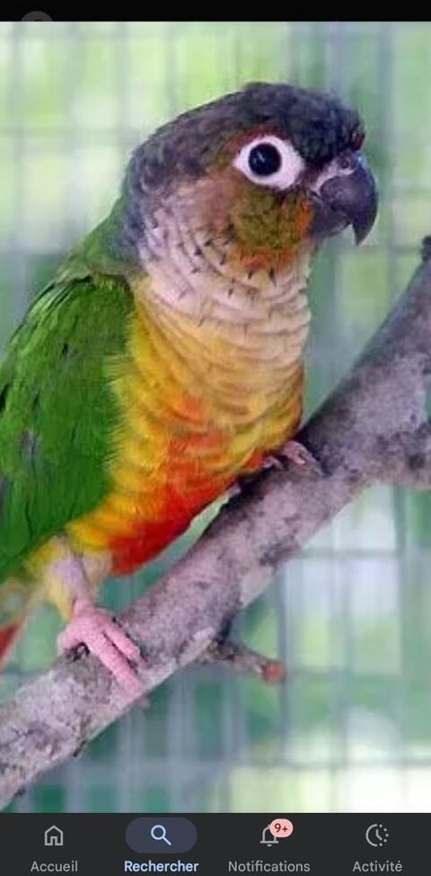 cherche  oiseaux  0 49100 Angers