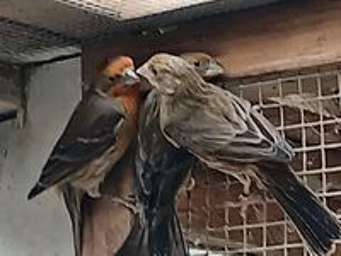   oiseau roselin  
