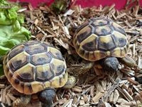   TORTUES JUVENILES 2025 