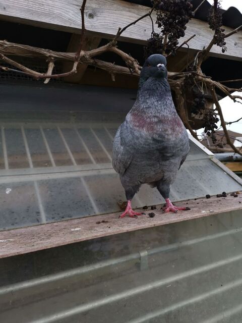 Pigeon King 20 28200 Saint-denis-les-ponts