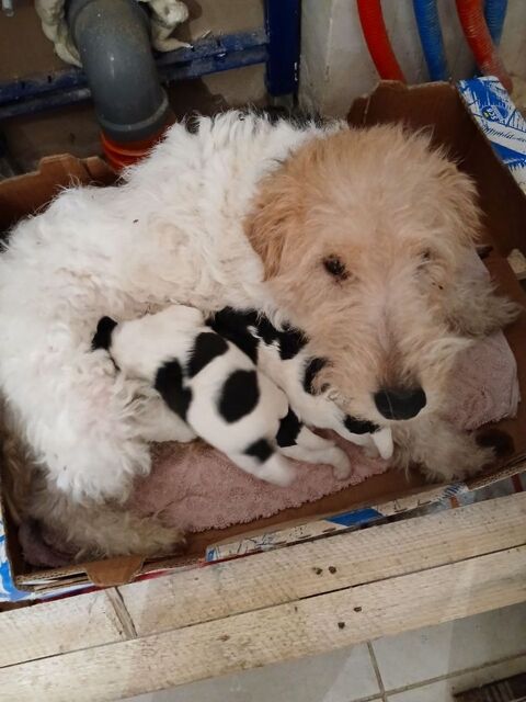 Fox terriers poils dur 0 71390 Sainte-h�l�ne