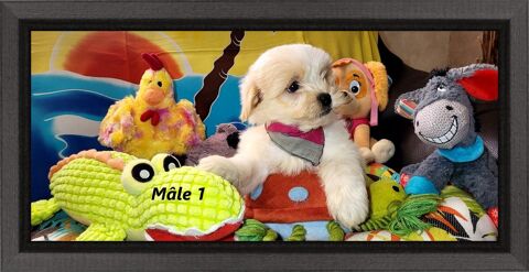 CHIOTS MORKIES m&acirc;les ( bichon maltais x yorkshire) 850 41700 Le controis-en-sologne