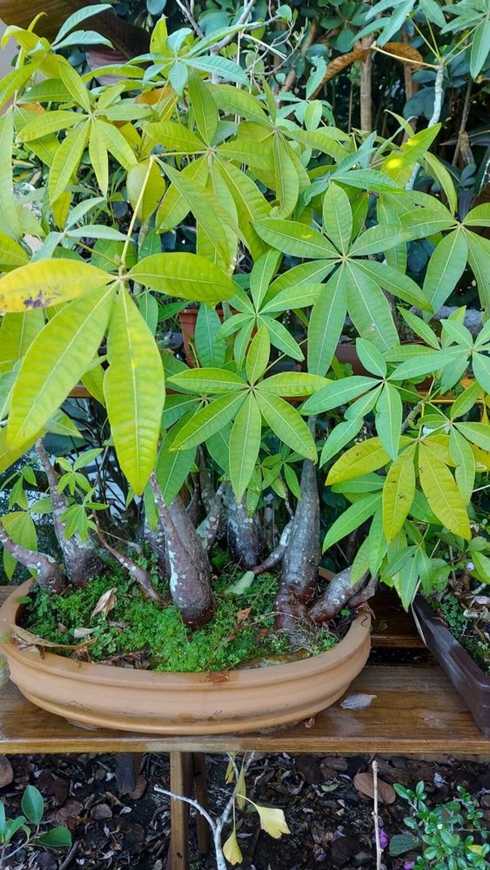 bonsa&iuml;s Jardin