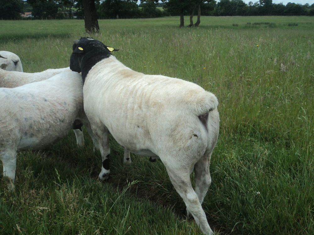   Moutons Dorper 