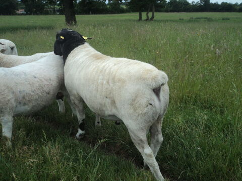 Moutons Dorper 49600 Gest