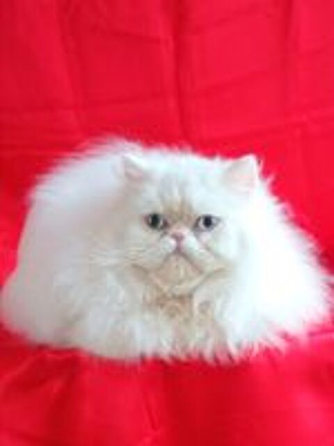   PERSAN LOOF 