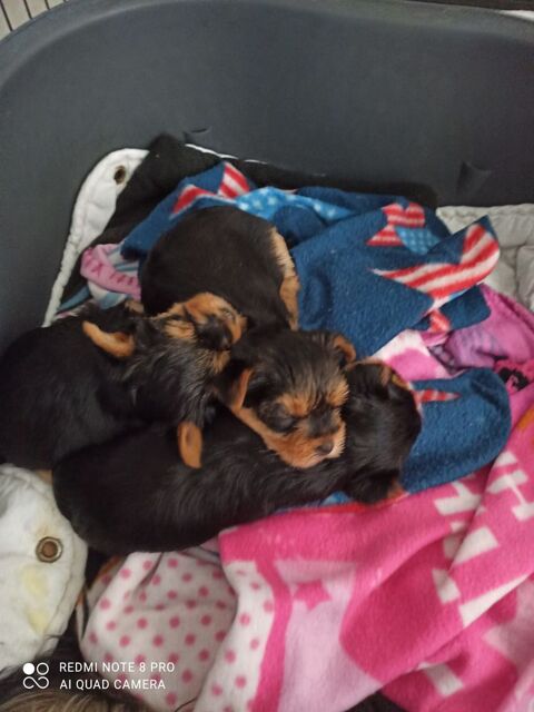 Yorkshire LOF 1300 15250 Crandelles