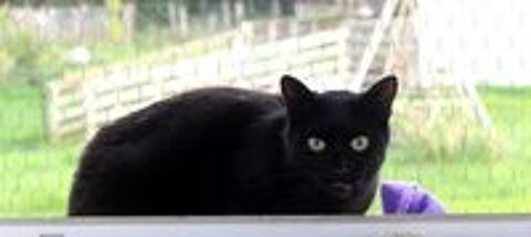  EROS, magnifique chat noir  adopter via l'association UMA  