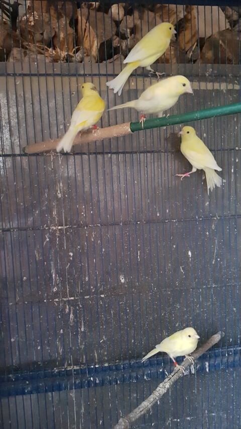 Canari 15 86000 Poitiers