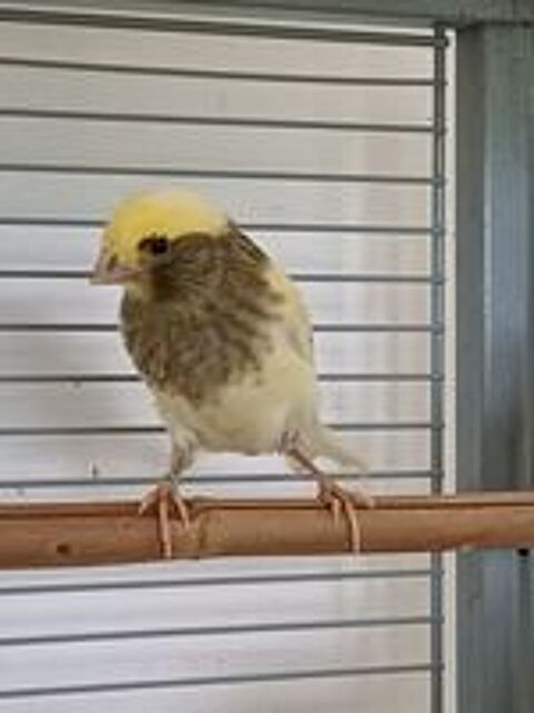   Canaris 2026 