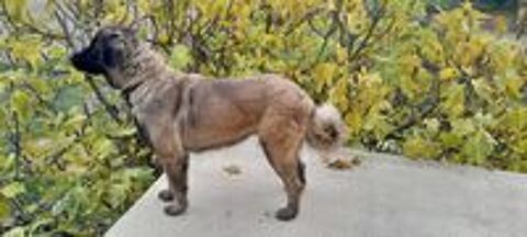  Cherche mâle Serra de Estrela ou Leonberg pour Saillie 