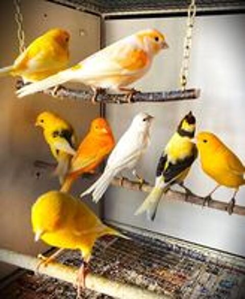   Canaris Gloster, Münchener, Canaris couleurs, et de Chant 