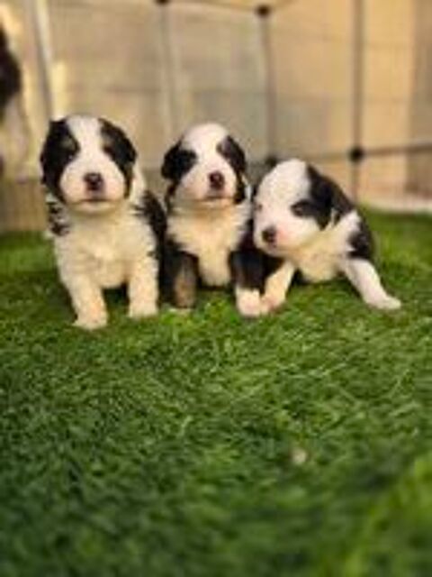   Chiot berger americain miniature lof 