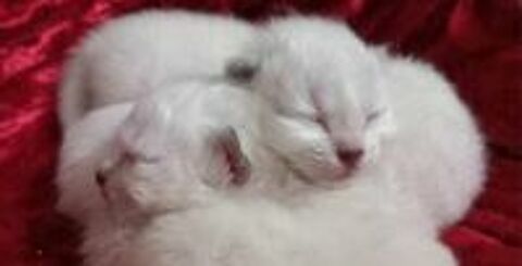   chatons sacré de Birmanie  