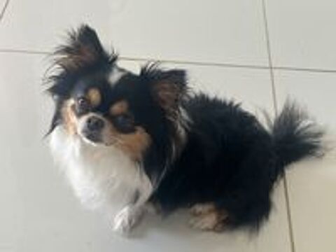   Saillie chihuahua 