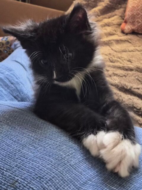 A RESERVER POUR D&eacute;but JUIN Chaton Maine Coon Black Solide
1000 77300 Fontainebleau
