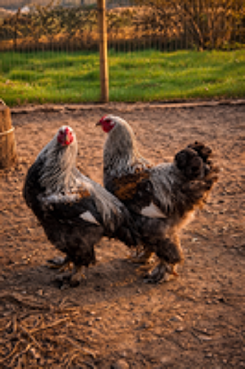   Coq brahma perdrix médailles  