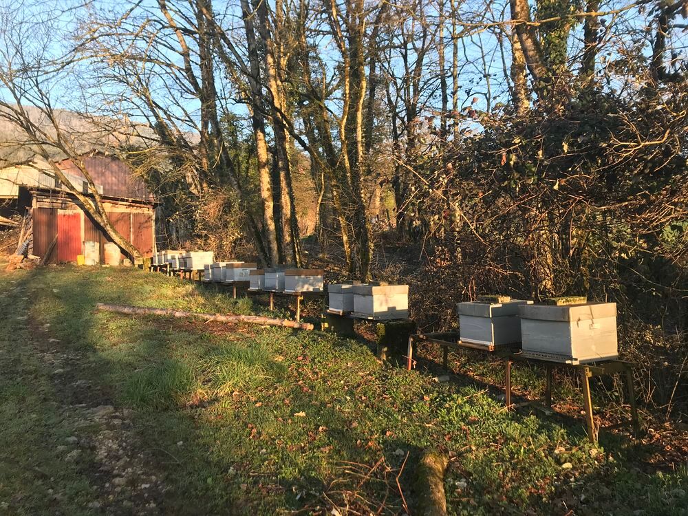   Ruches peuplées avec hausses  