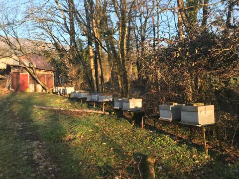 Ruches peupl&eacute;es avec hausses 300 01260 Lompnieu