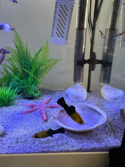 Poisson platy  7 69100 Villeurbanne