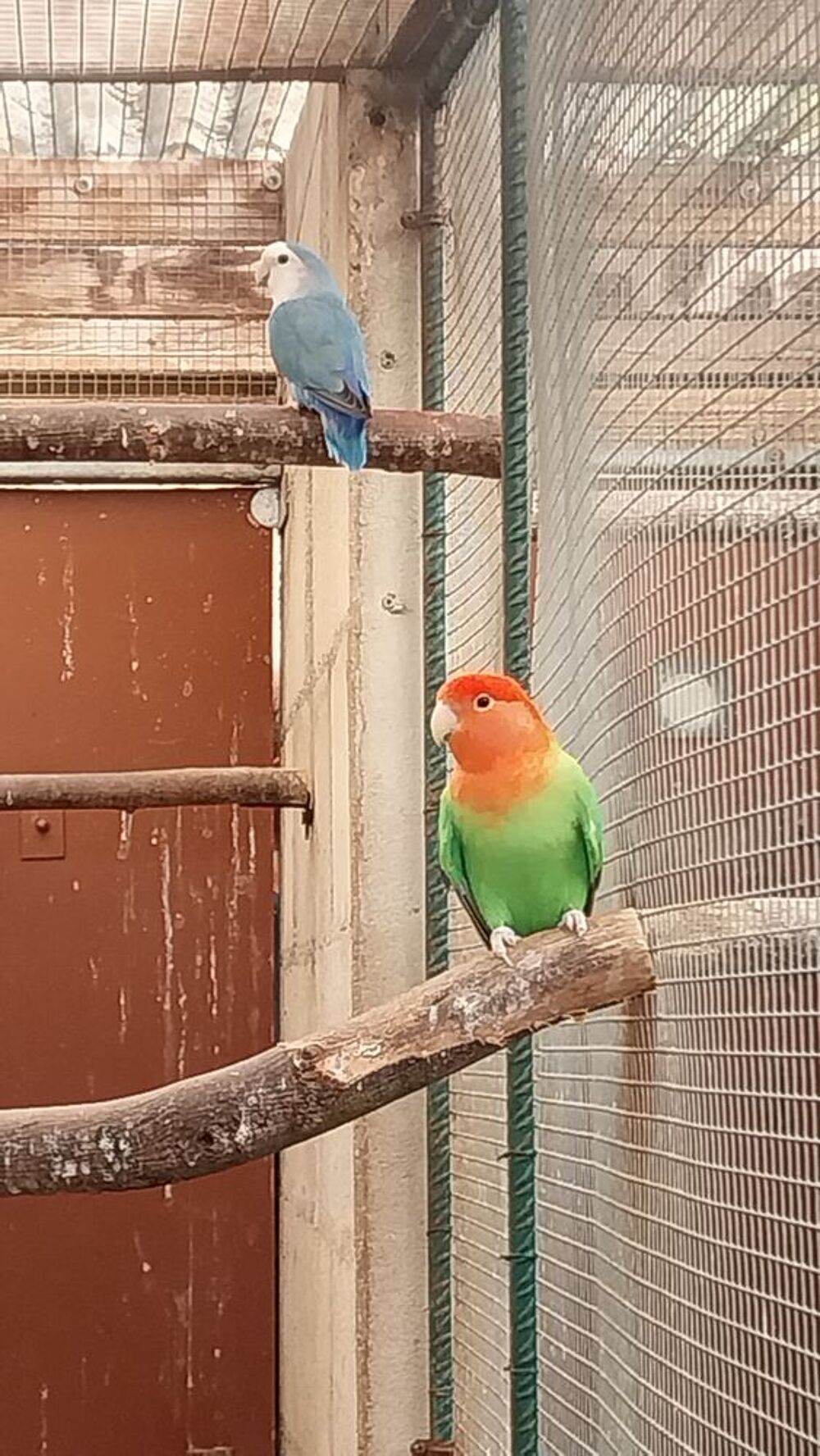   inseparable rosecolis et firher  