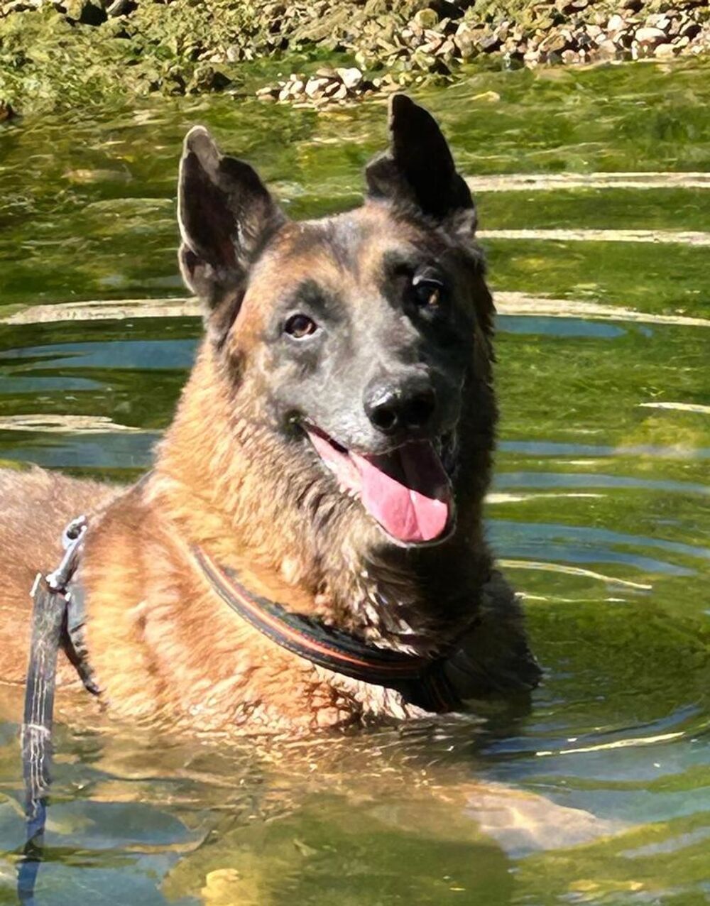   ATLAS, malinois 10 ans 