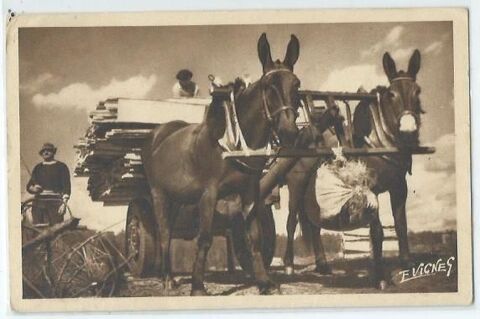 Dax les mules landaises 4 Castel-Sarrazin (40)