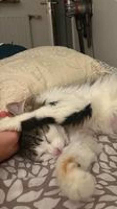   Bulle une jolie chatonne qui saura vous charmer ! 