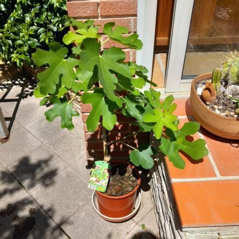 figuiers Jardin