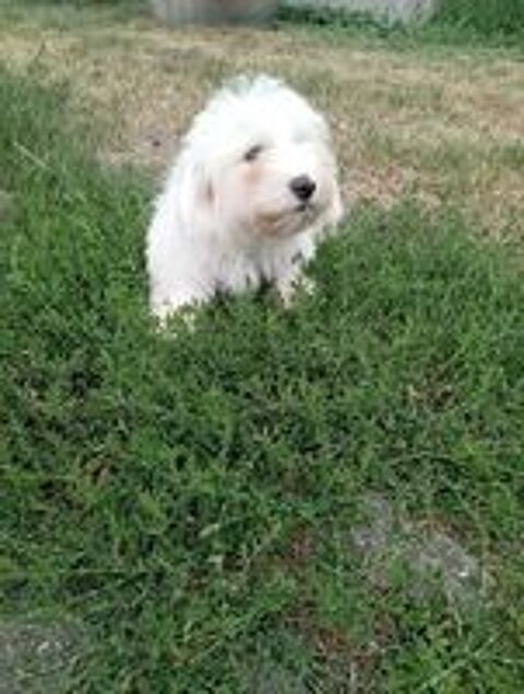   Bichon maltais non lof 