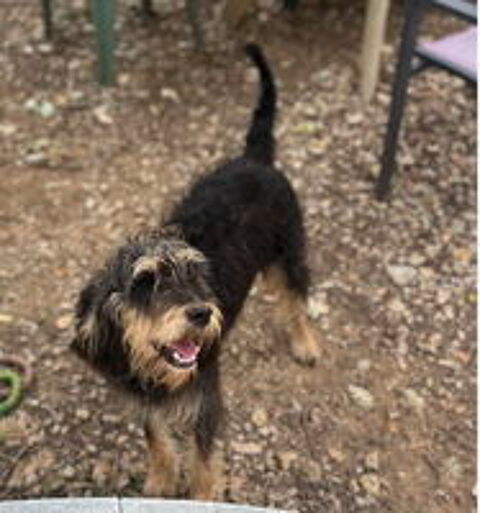   Teki, 14 mois, est à l'adoption! 