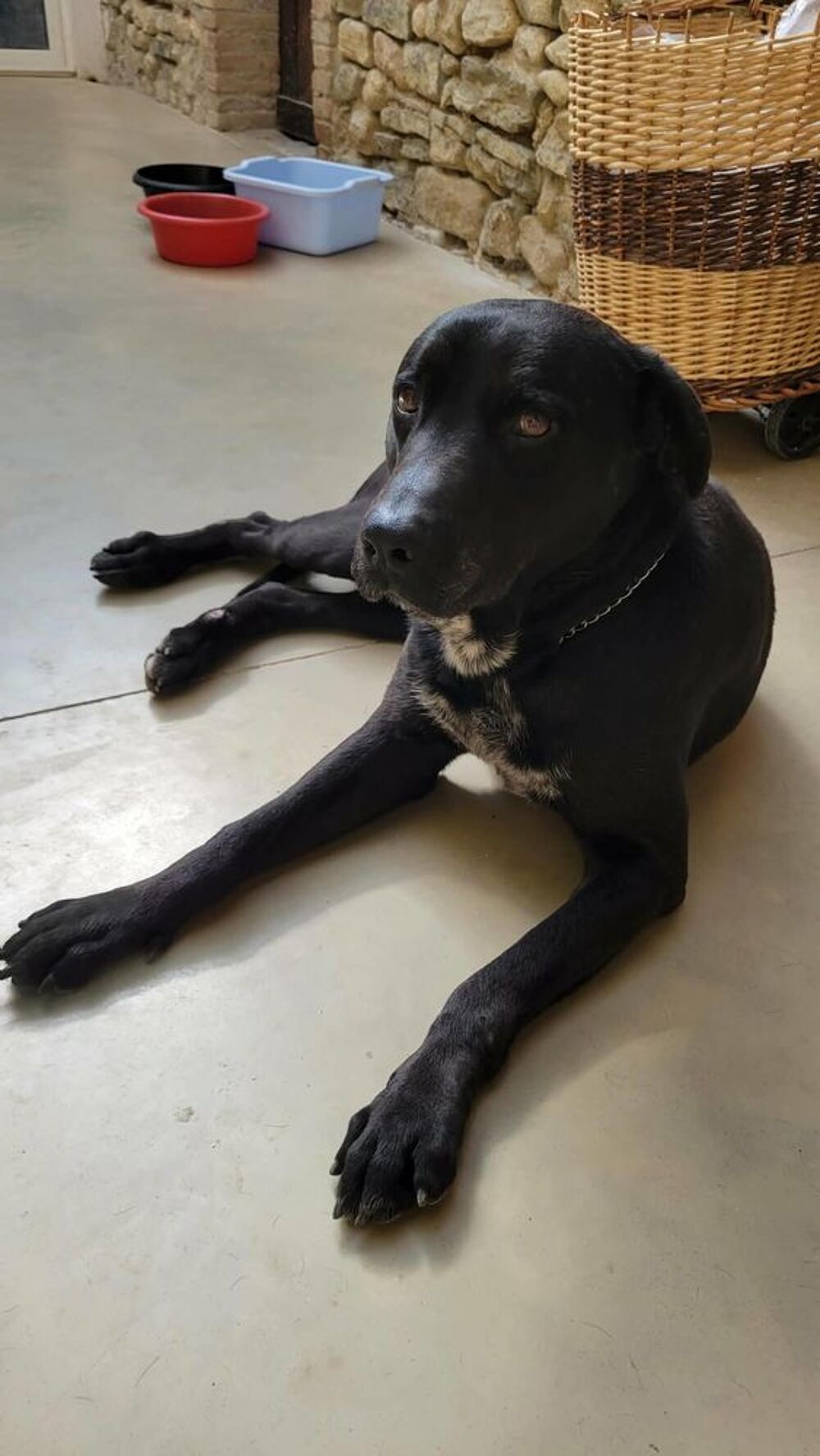   Chien CHARLY à l adoption 