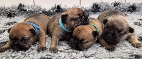A reserver magnifiques chiots bouledogue francais fauve roug 950 12240 Colombiès