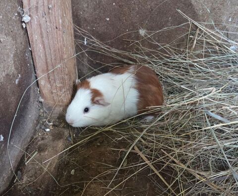 Cochon d'inde - Cobaye 10 17150 Mirambeau