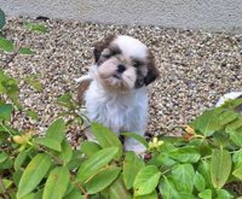   Adorables shih tzu LOF 