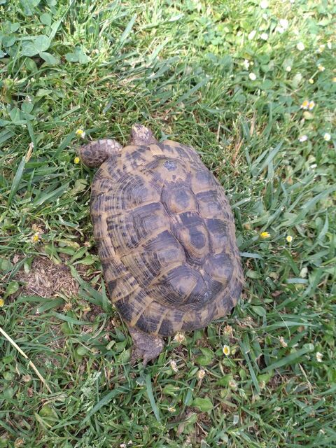 Femelle graeca de 2012 290 17610 Chaniers