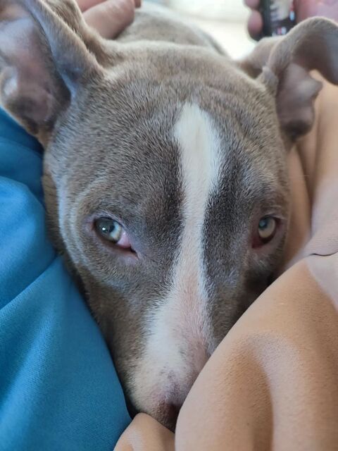 americaan bully femelle de 15 mois non st&eacute;r&eacute;lis&eacute;e 0 77100 Meaux