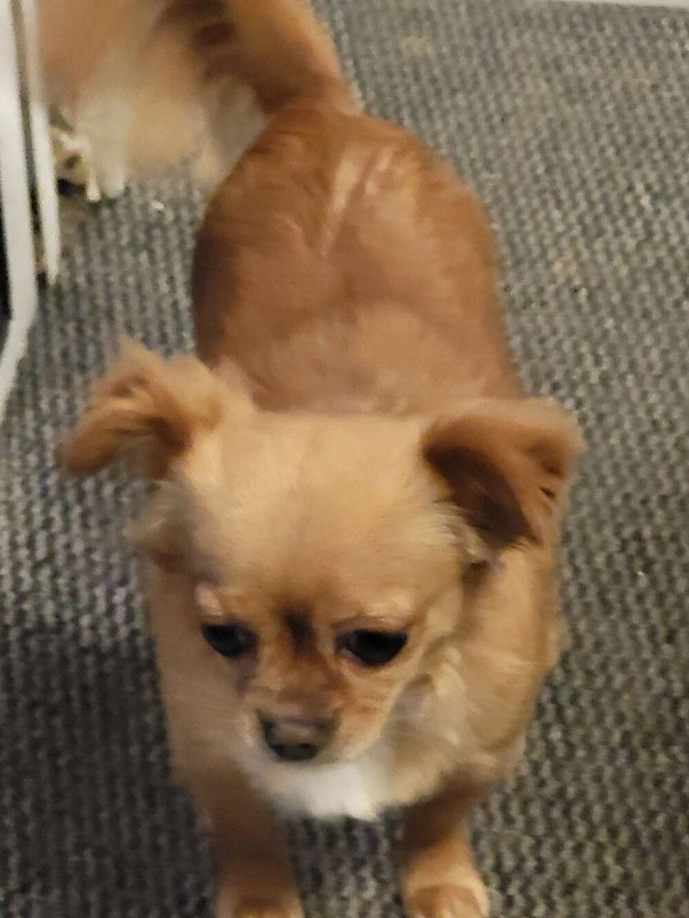   Chihuahua 
