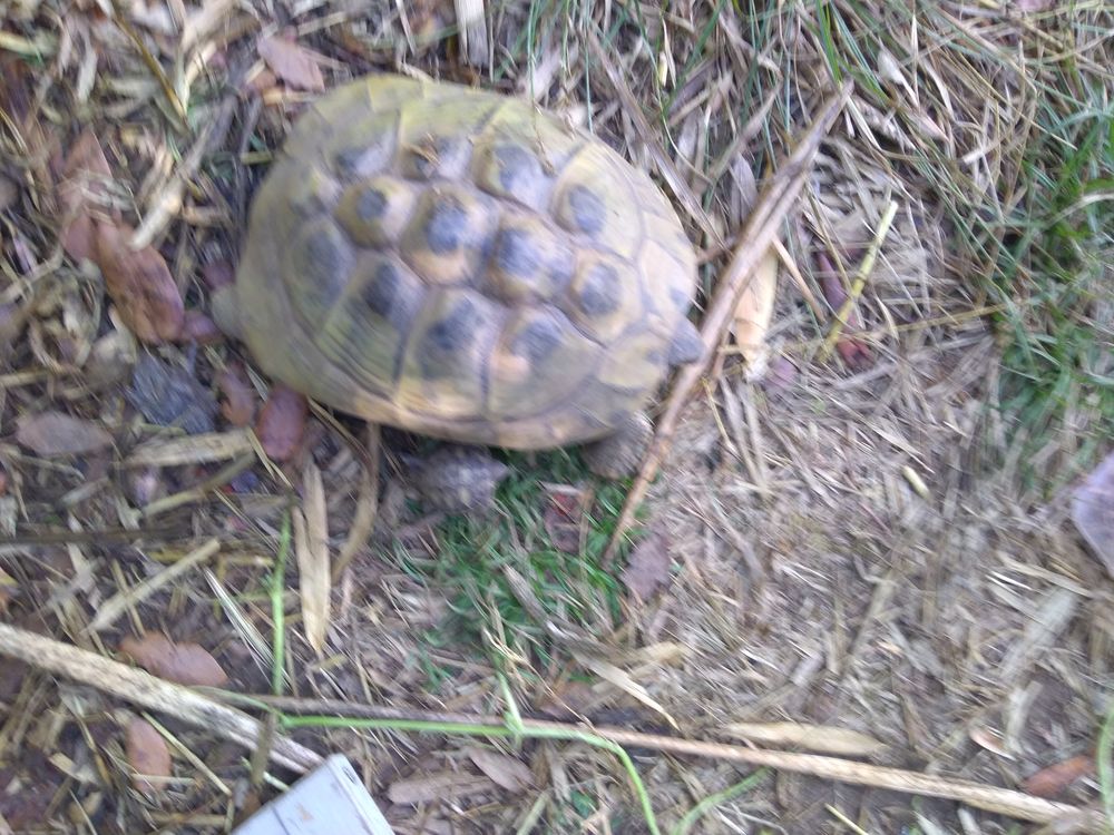   Tortue femelle 