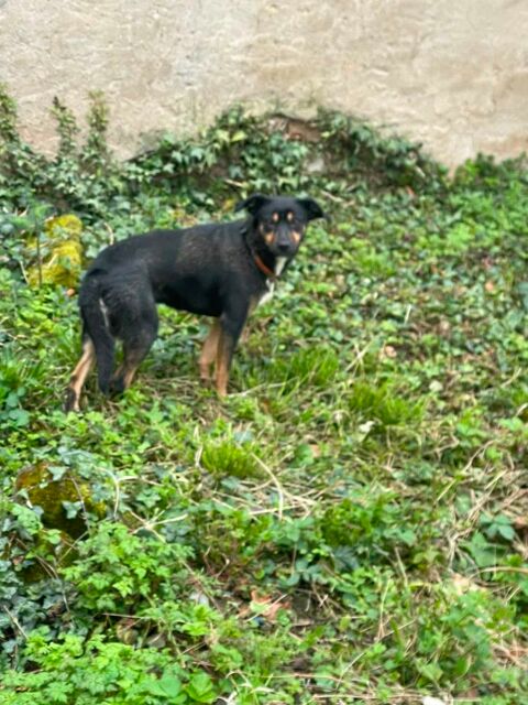garde d animaux 0 69290 Pollionnay