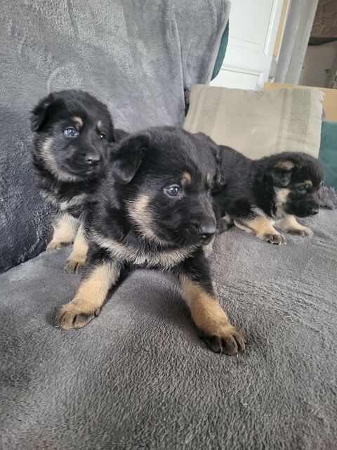 Chiot Berger allemand 650 47350 Seyches