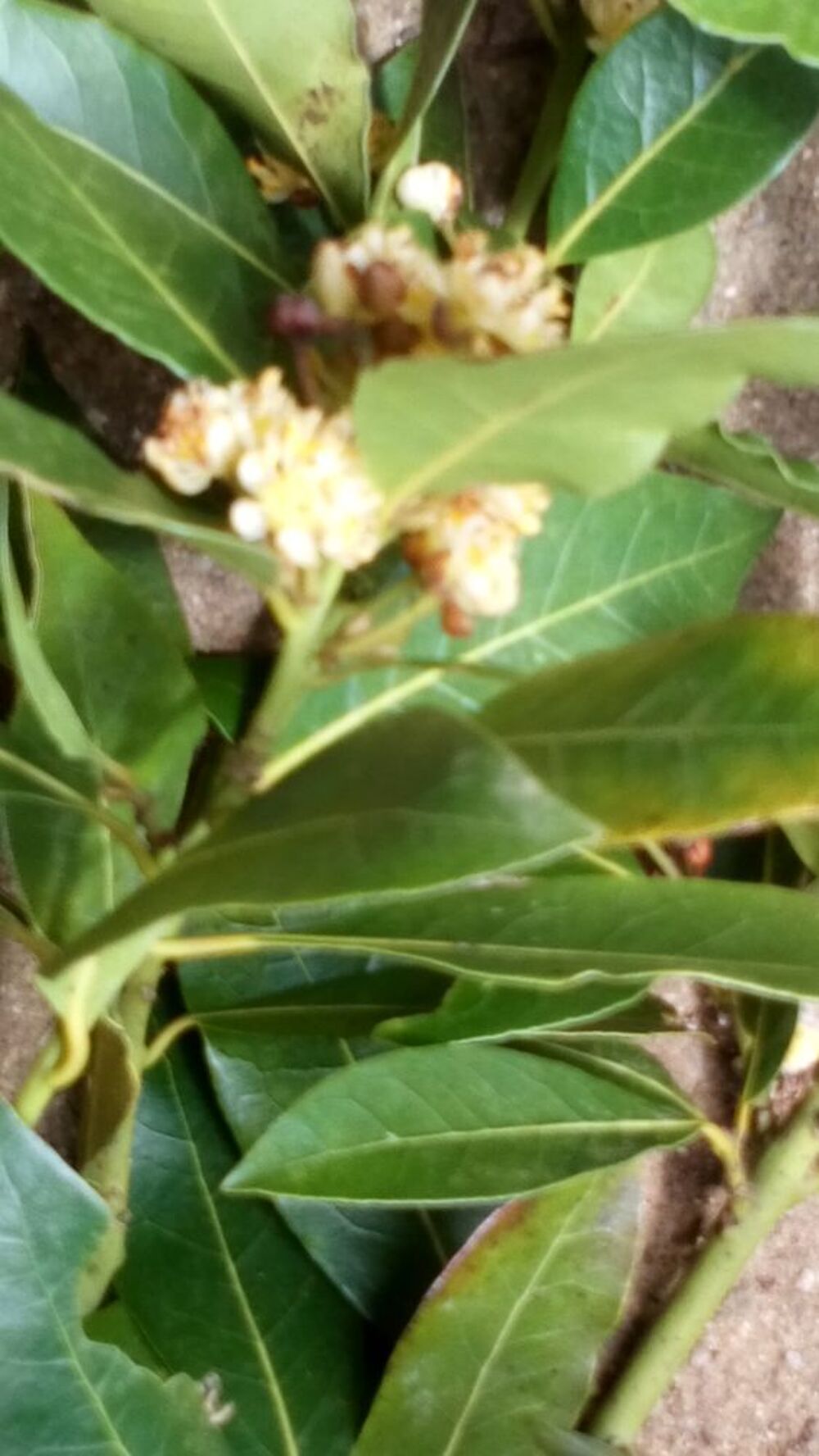 Branche de laurier sauce Jardin