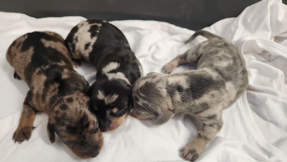   chiot teckel  poils ras  