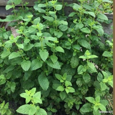 Plant de m�lisse citronnelle 2 Saint-Nazaire (44)