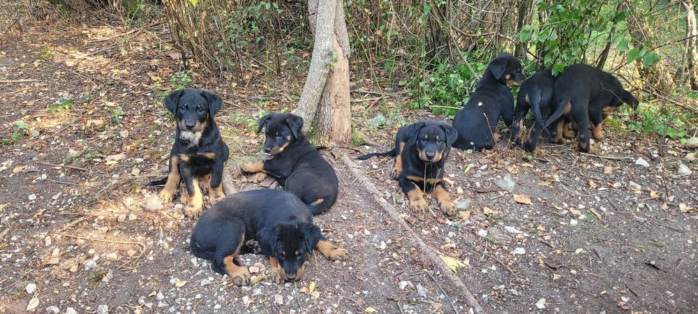   Chiots Berger de Beauce 