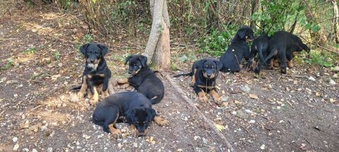 Chiots Berger de Beauce 1000 33000 Bordeaux